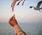 Tourists from the ship feed the seagulls