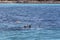 Tourists Snorkeling On The Great Barrier Reef Near Great Keppel Island