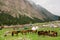 Tourists stop for a picnic near the grazing horses in a mountain valley of Central Asia