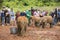 Tourists Stroking Baby Elephants in Kenya, editorial