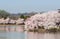 Tourists stroll by the cherry blossoms