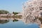 Tourists stroll by the cherry blossoms