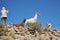 Tourists take pictures of Lamas of in the vast Altiplano