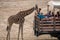 Tourists Take Turns Feeding a Giraffe During a Caravan Tour