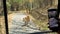 Tourists taking photograph in mobile during Sighting of Tiger during Safari trip in Bannerghatta Biological Park, Bangalore,