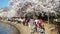 Tourists at the Tidal Basin