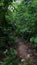 Tourists traversing a trail in the cloud forest