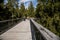 Tourists at The Treetop Walkway discovering the beauty of the Sumava National Park, Lipno nad Vltavou, South Bohemia, Czech