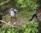 Tourists trekking in a forest