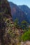 Tourists and visitors of the Zion National Park