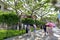 Tourists walk on delonix regia greenway of gulangyu scenic area