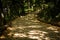 Tourists walk through the forest along the path.