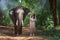 Tourists walk to explore the forest together with elephants. Tourism asian women holding camera in elephant village Surin,