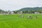 Tourists Walking across Rice Paddy