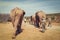 Tourists walking with african elephants and rangers in game reserve