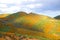 Tourists Walking through colorful orange hills of poppies in California during Super bloom