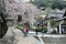 Tourists walking on a flight of stone steps under beautiful cherry blossom trees at the entrance to a shrine in Hasedera