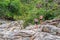 Tourists walking on the rocks at Waterfall of Capybara