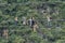 Tourists walking a suspended cable bridge in Ecuador