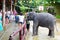 Tourists watch the elephant show in the pranks of Phang Nga in Thailand. An elephant kisses a woman in gratitude for food.