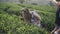 Tourists woman among many tea plantations at sri lanka, happy woman hiker