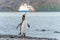 Tourists in zodiacs of an Antarctic expedition ship disembarking in Fortuna Bay on South Georgia, king penguins in the foreground.