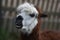 Tousled alpaca head  with white and brown fur