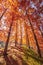 Tove Jansson Akebono Children`s Forest Park in Autumn