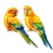 Tow birds, lovebirds parrots on an isolated white background, watercolor illustration,