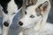 Tow blue eyed siberian huskies one black and white and the other grey and white