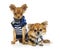 Tow dressed Chihuahuas (2 years old)