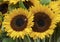 Tow giant sunflower blooms for sale in Pike Public Market, Seattle, Washington.