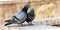 Tow gray indian pigeon love tougater couple