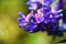 Tow-leaf vetch flowers.