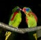 TOW RED-FLANKED LORIKEET MALES charmosyna placentis ON A BRANCH AGAINST BLACK BACKGROUND