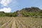 Tower of Castle in vineyard on river Moselle