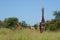 Tower of Giraffe in the Kruger National Park