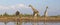 A tower of giraffe in the Okavango Delta in Botswana, Africa