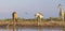 A tower of giraffe in the Okavango Delta in Botswana, Africa