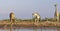 A tower of giraffe in the Okavango Delta in Botswana, Africa