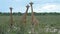 A tower of giraffes