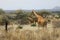 Tower of giraffes gathered around bushes in an open woodland