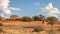 A tower of giraffes  Giraffa Camelopardalis walking in the savanna, Kalahari desert, Namibia.