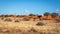 A tower of giraffes  Giraffa Camelopardalis walking in the savanna, Kalahari desert, Namibia.