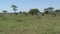 Tower of Giraffes grazing on the grassland