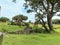 A tower of Giraffes grazing on trees on a savannah at a zoo