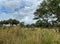 A tower of Giraffes grazing on trees on a savannah at a zoo