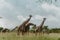 A tower of giraffes in Mikumi National Park Morogoro Tanzania