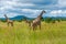 A tower of giraffes in the savannah in Mikumi National Park