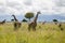 A tower of giraffes in the savannah in Mikumi National Park
